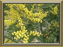 KateMimosa